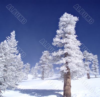 Frozen Trees