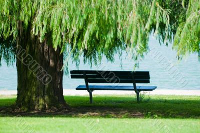 Tree Photos in a Park