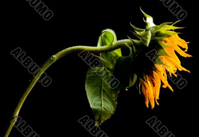 Parched Sunflower Study