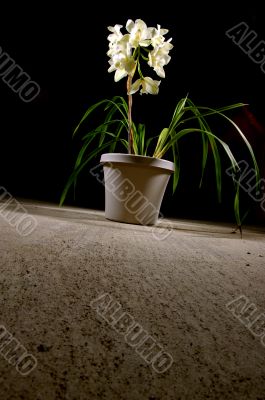 Flower Pot