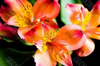 Wedding Flowers