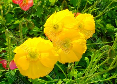 Yellow Flowers
