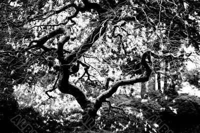Gnarled Tree