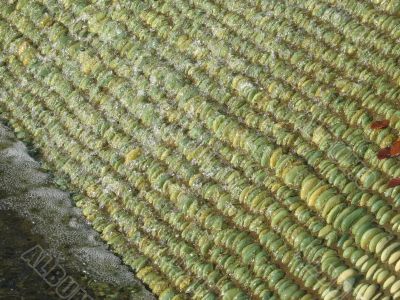 green pebbles under water