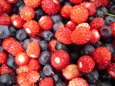 Forest berries