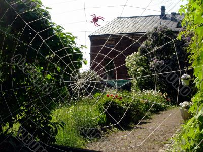 Garden and web