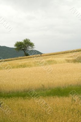 Sella di Corno (Abruzzi) - Landscape