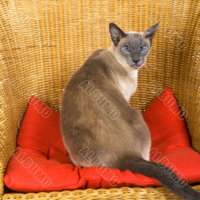 siamese cat