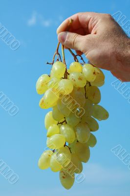 Ripe green grapes