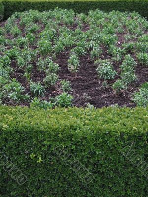 green city garden with small plants