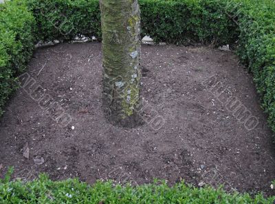 small tree