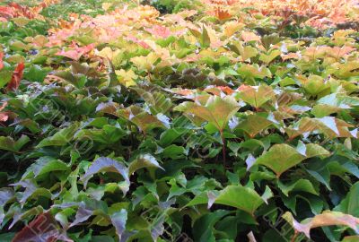 colorful climbing vine from green to yellow