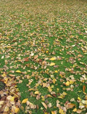 fall orange leaves on the green grass