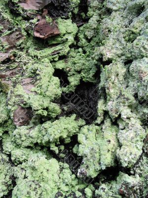 green moss close up