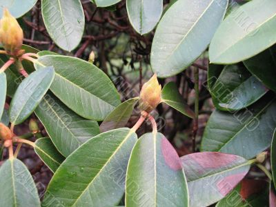 rhododendron flower buds
