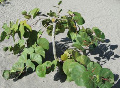 green plant growing in the sand