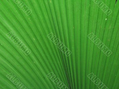 large green leaves
