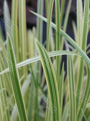 long green grass, reeds