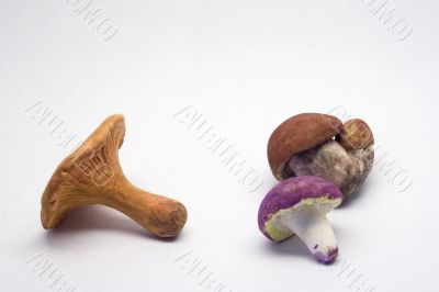 Artificial mushrooms on a white background