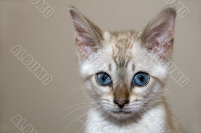 Kitten