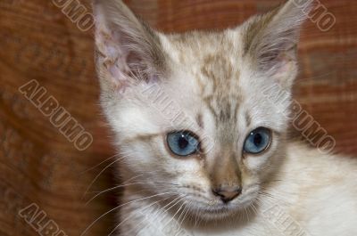 Bengal Kitten