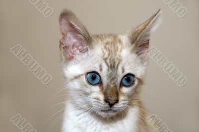 Kitten