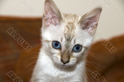 Bengal Kitten