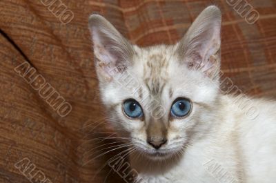 Bengal Kitten