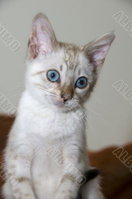 Bengal Kitten
