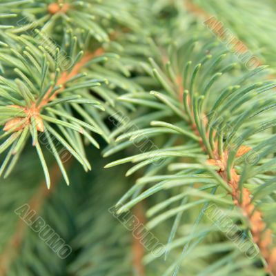 green needles of a fir-tree