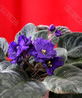 violet in blossom
