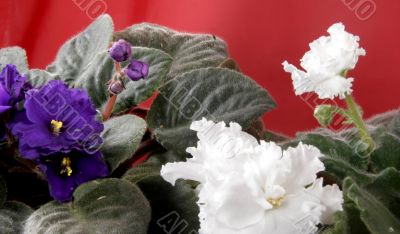 violet in blossom