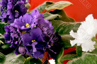 violet in blossom