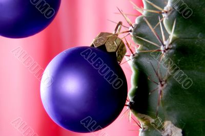 christmas cactus