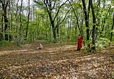 autumn forest