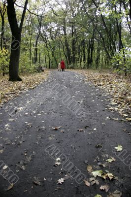 autumn forest road