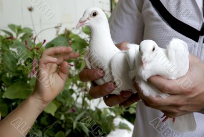 two doves