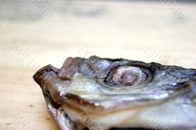 stockfish head