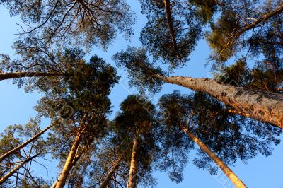 Blue sky and pine-trees