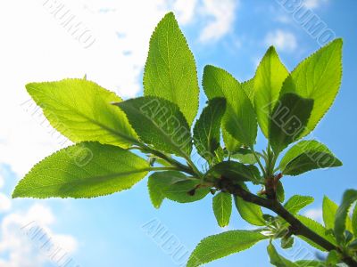 tree branch with green leaves