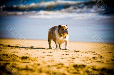 Dog Playing in the Surf