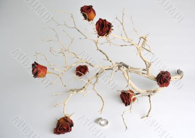 Roses on a Dry Branch with Wedding Rings