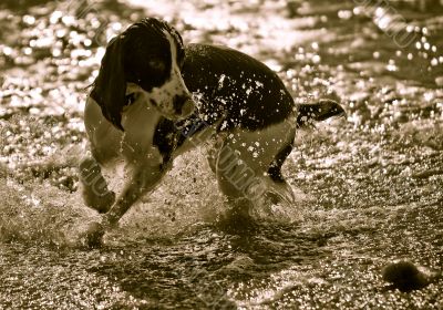 Dog Playing in the Surf