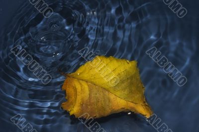 Poplar leaf on water