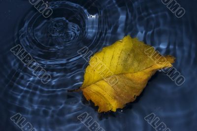 Poplar leaf on water