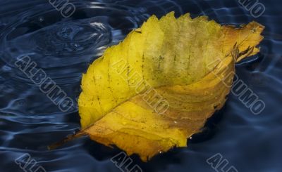 Poplar leaf on water