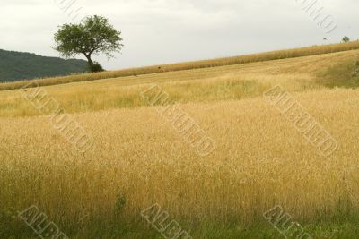 Sella di Corno (Abruzzi) - Landscape