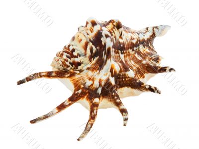 Sea cockle-shell