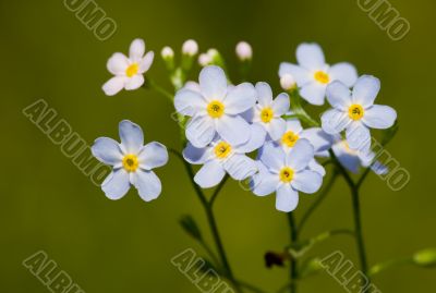 forget-me-not