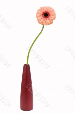 gerbera